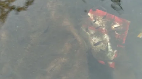 River fish 2 Stock Footage 257454663