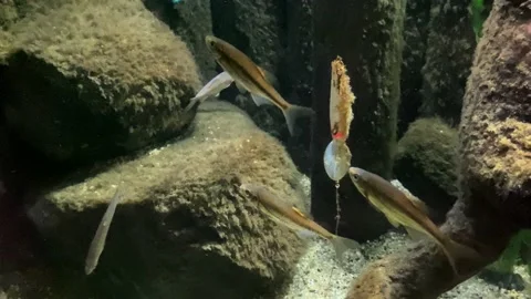 River fish in the aquarium. Stock Footage 164390319