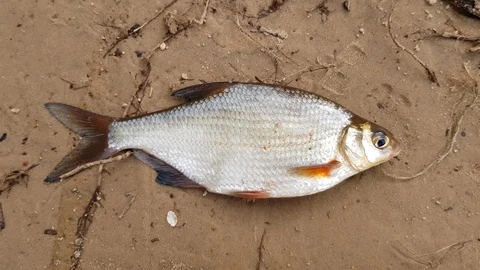 River fish in the cage 스톡 동영상 89006119