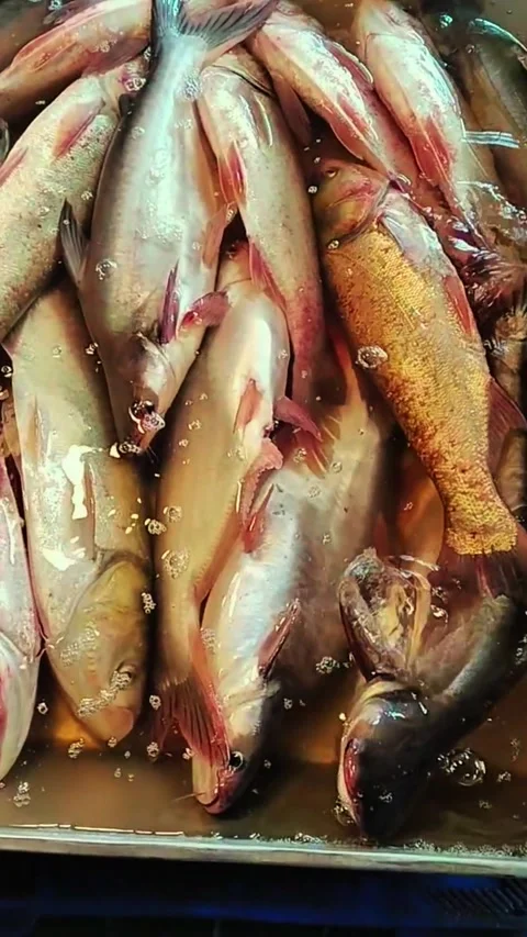 River fish display on asian fish market Stock Footage 318131999