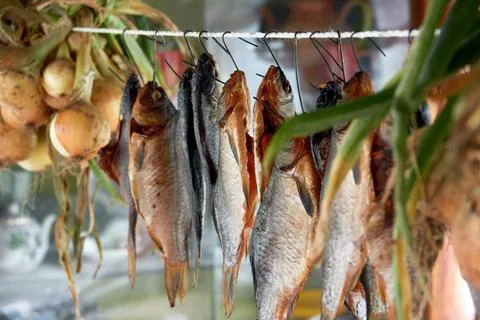 River fish dried on ropes. Stock Photos