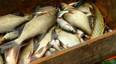 River fish Stock Footage 12466675