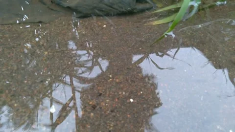 River fish Stock Footage 257454648