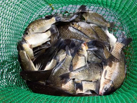 River fish in a green plastic grid in a pond. Fish catch. Carp a Stock Photos