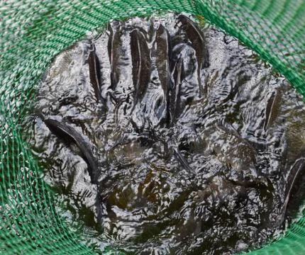 River fish in a green plastic grid in a pond. Fish catch. Carp a Stock Photos