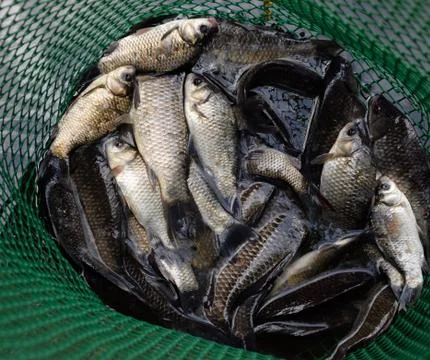 River fish in a green plastic grid in a pond. Fish catch. Carp a Stock Photos