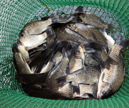 River fish in a green plastic grid in a pond. Fish catch. Carp a Foto stock