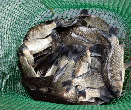 River fish in a green plastic grid in a pond. Fish catch. Carp a Stock Photos