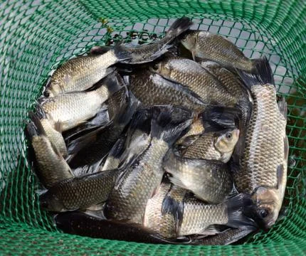 River fish in a green plastic grid in a pond. Fish catch. Carp a Stock-Fotos