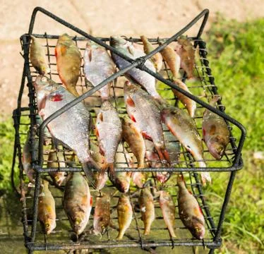River fish on the grill Stock Photos