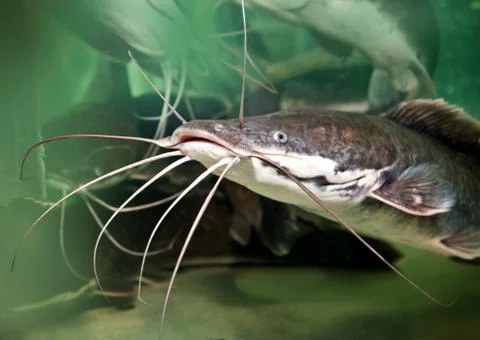 River fish head Stock Photos