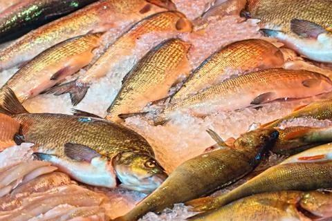 River fish on the ice. Stock Photos