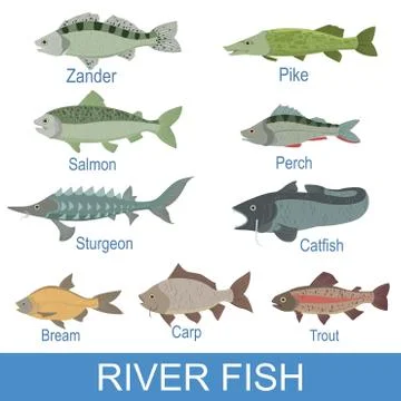 River Fish Identification Slate With Names Stock Illustration