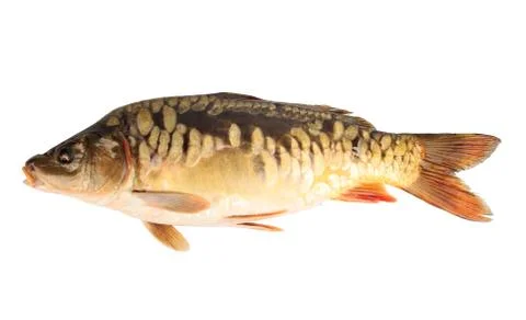 River fish mirror carp isolated on white background Foto stock