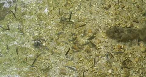 River Fish In A Mountain River Water Stock-Footage 119153017