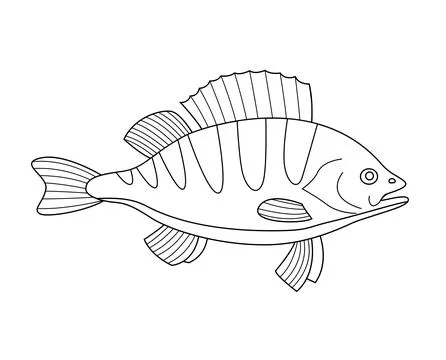 River fish perch isolated on a white background Stock Illustration