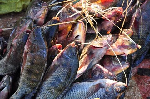 River fish Stock Photos