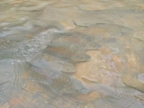 River Fish Stock Photos