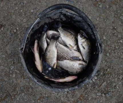 River fish in a plastic bucket. Fish catch. Carp and carp. Weed Stock Photos
