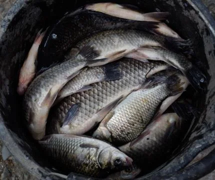 River fish in a plastic bucket. Fish catch. Carp and carp. Weed Stock Photos