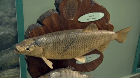 River Fish, Preparation Model Vídeo Stock 96584958