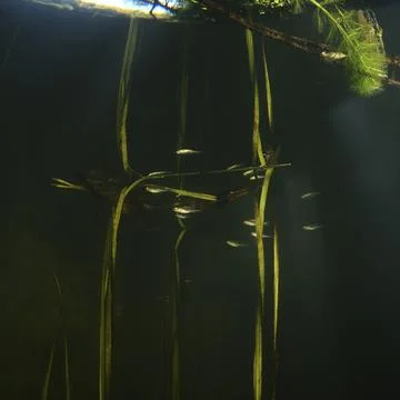 River fish reflection Stock Photos