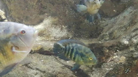 River fish in a river aquarium Stock Footage 310858288