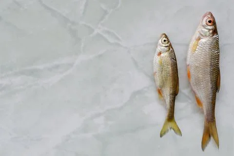 River fish roach lies on the table. background Stock-Fotos