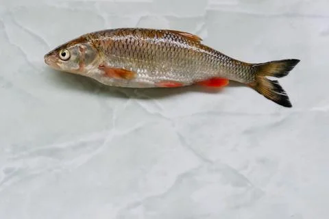 River fish roach lies on the table. background Stock-Fotos