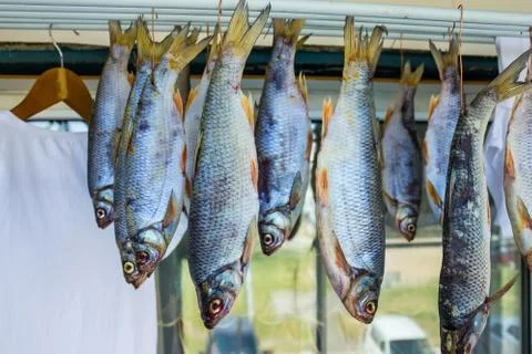 River fish, roach. Stock Photos