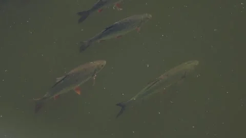 River Fish Seeking Oxygen in Warm Water During Summer Heat 스톡 동영상 344004997
