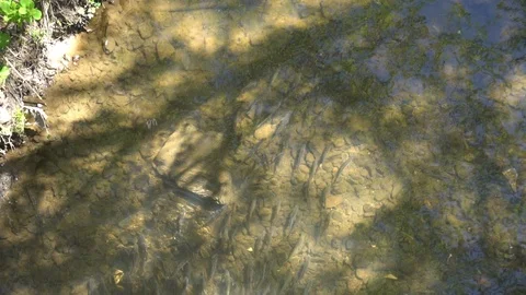 River fish in a shallow stream kept on the current Stock Footage 89970521