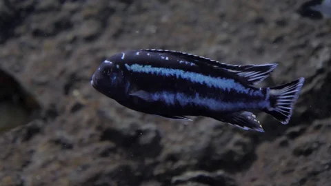 River fish in slow motion Stockbeeldmateriaal 106018797