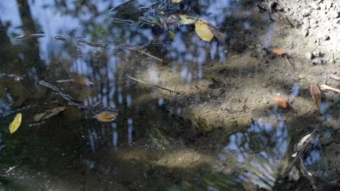River fish in Slowmotion Stock Footage 103190551