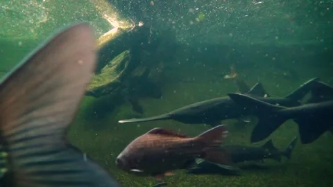 River fish species Stock-Footage 259165932