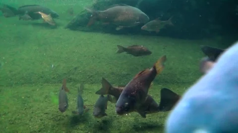 River fish species Video stock 259165960