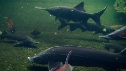 River fish species Stock-Footage 259166011