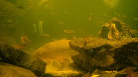 River fish in a terrarium. Selective focus. Stock Footage 262227750