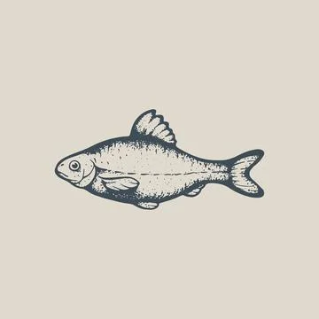 River fish vector vintage drawing. Vobla sketch Stock Illustration