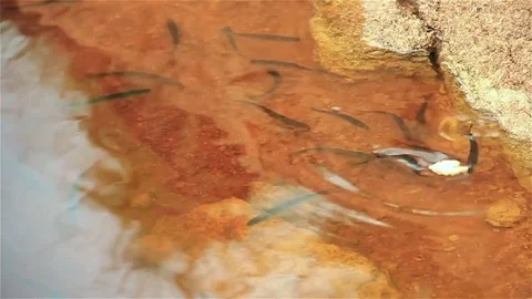 River fish in the water, feeds on bread Video stock 70498533