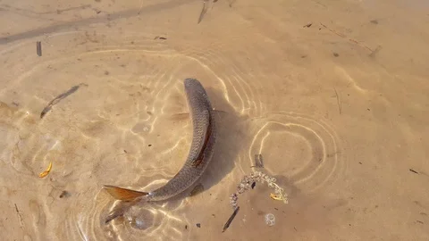 River fish in the water Stock Footage 89799398