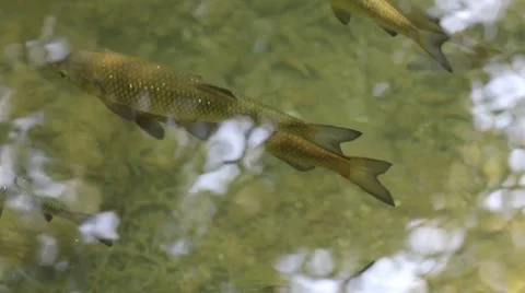 River fishes 動画素材 8679446