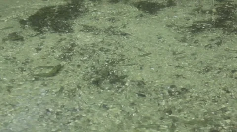 River fishes 動画素材 8680425
