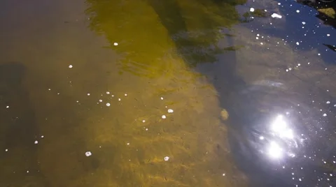 River with fishes Video stock 52702813