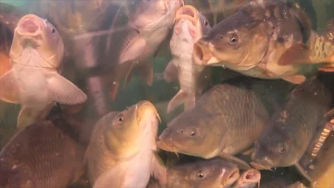 River fishes Stock Footage 72984696