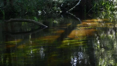 River floating in dense and dark forest Stock Footage 157986749