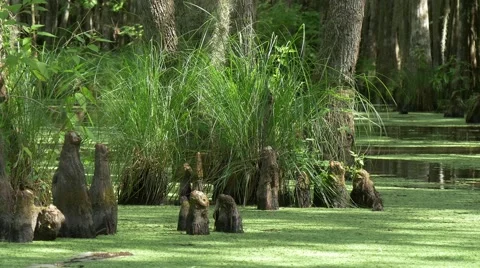 River with Floating leaves and forest in Louisiana swampland Stock Footage 54896589