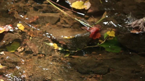 River with floating leaves Video stock 51680525