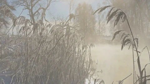 River floating in the reeds at dawn Stock Footage 71304191