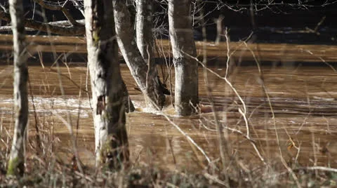 River in flood Stock Footage 22781496